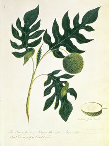 Le Fruit à Pain d
